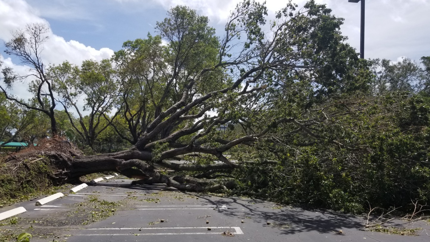 Maltempo e alberi: una corretta gestione del verde è il primo strumento di prevenzione